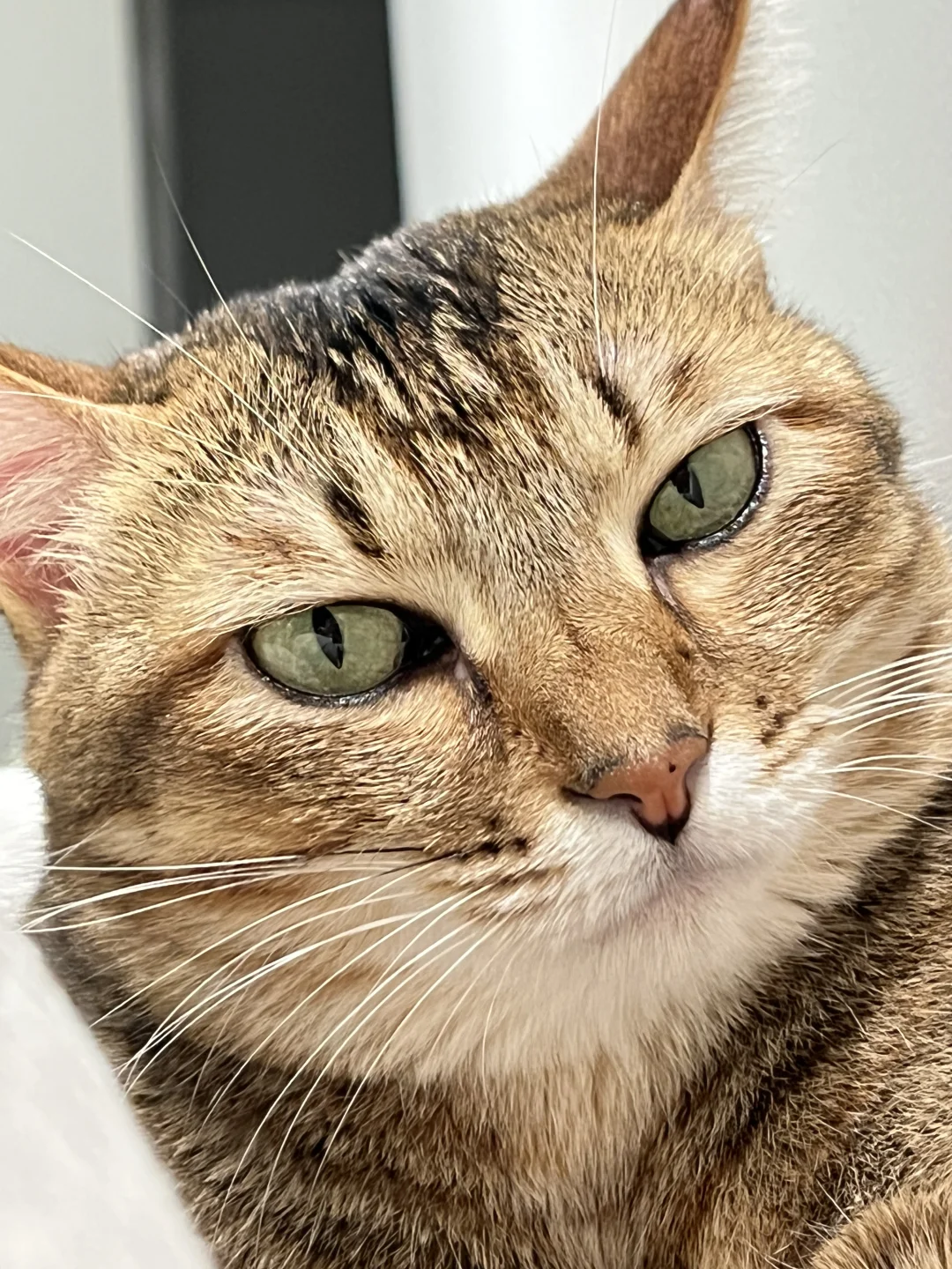 看什么看没见过小猫吗