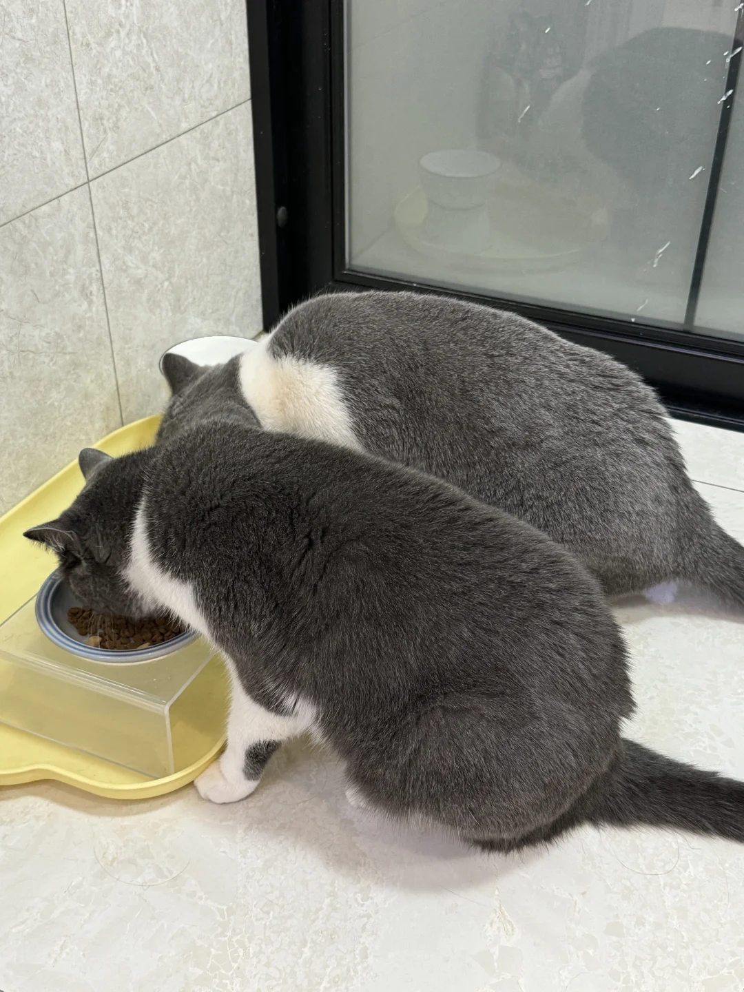 如何养出壮实小猪咪❗️