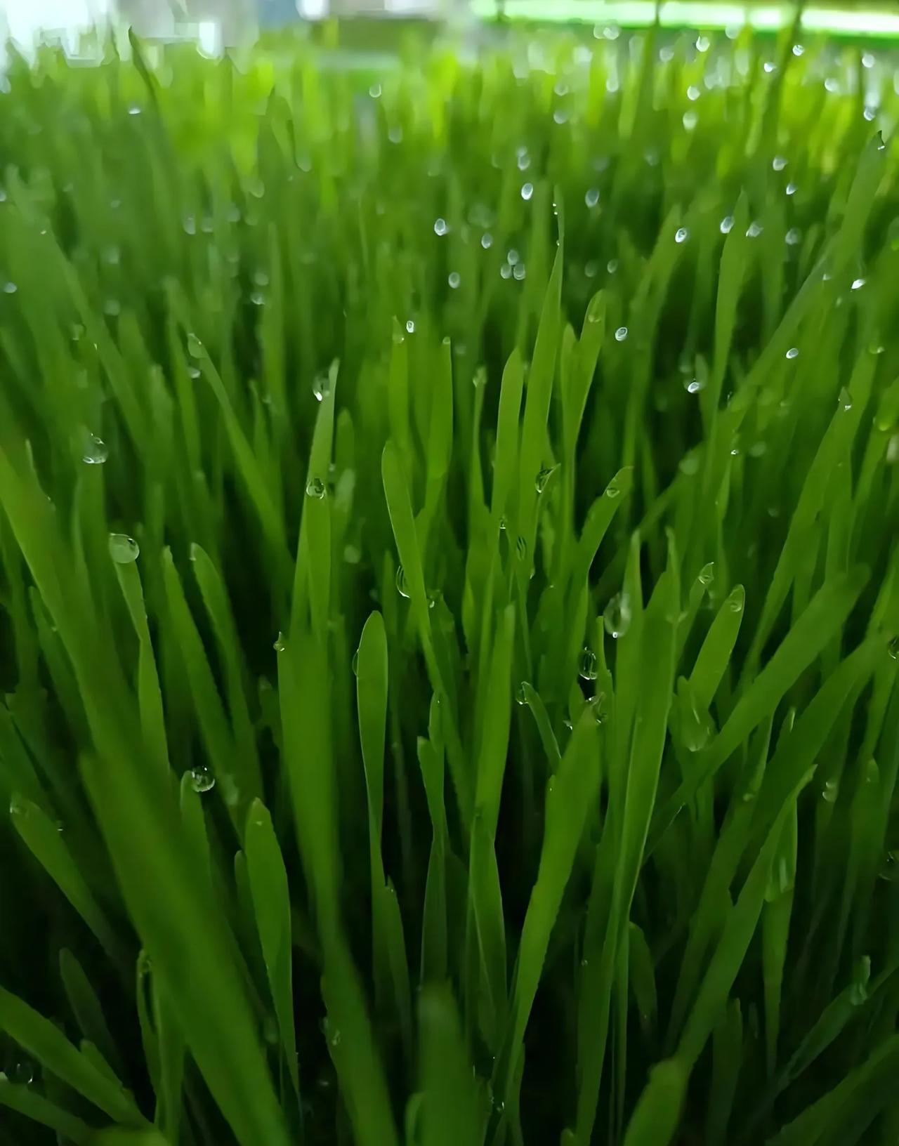 上联：秋霜催黄叶，诚邀下联春雨润绿苗