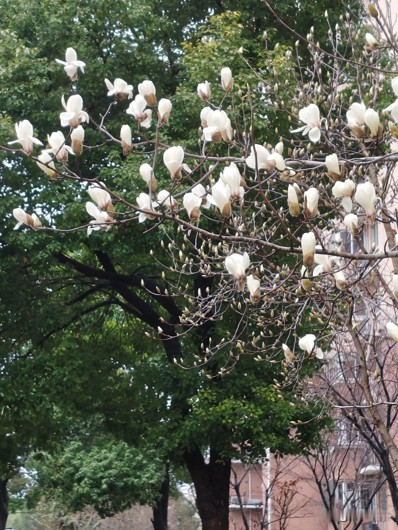 晒图笔记大赛玉兰花是上海市花。小区这株白玉兰在绵绵细雨中悄悄绽开。