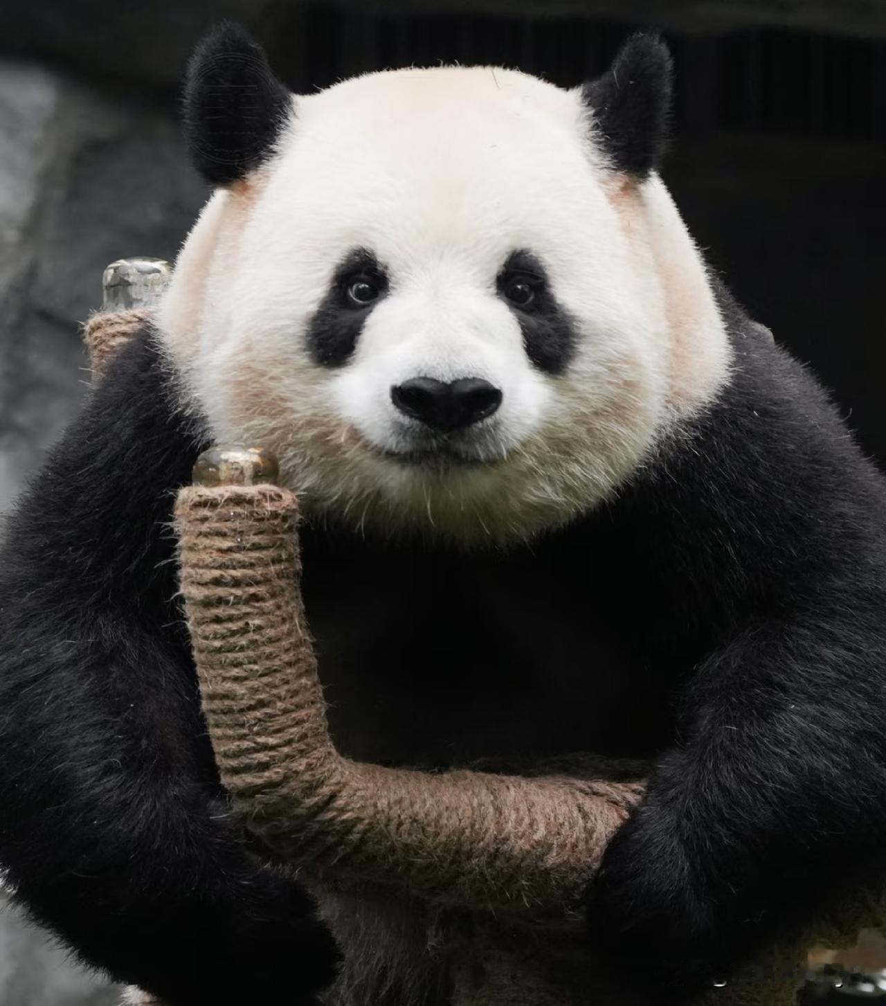兰双双是不是日益兰重重化了？我在他的眼神里居然发现了纯真和清澈。
兰双双当大家长