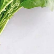 0000菠菜适合春秋播种，选疏松肥沃排水好的土壤，播种前将种子浸泡温水12小时催