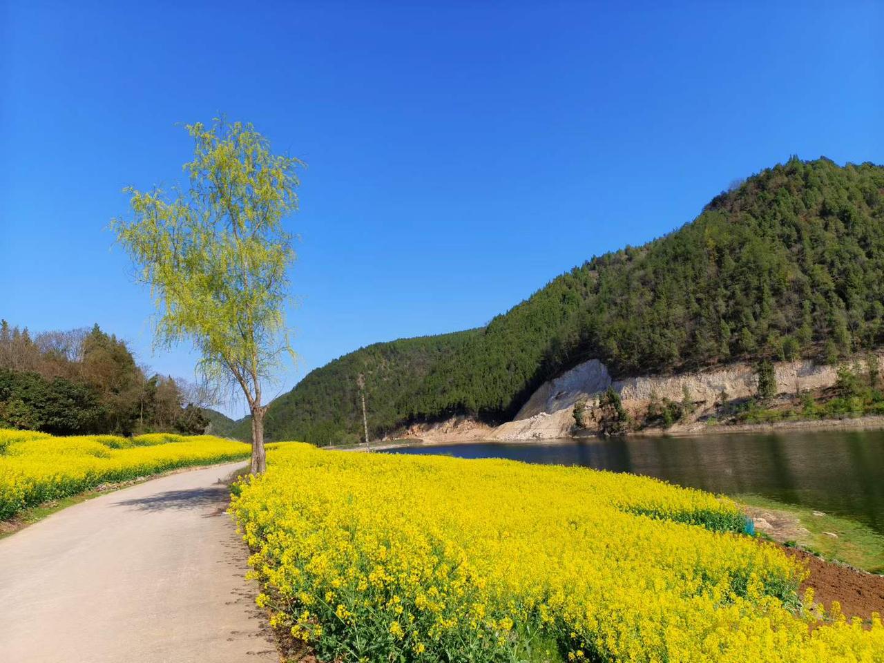 蓝天是画布，
油菜花是颜料，
此刻的汉中，
是限定的浪漫。