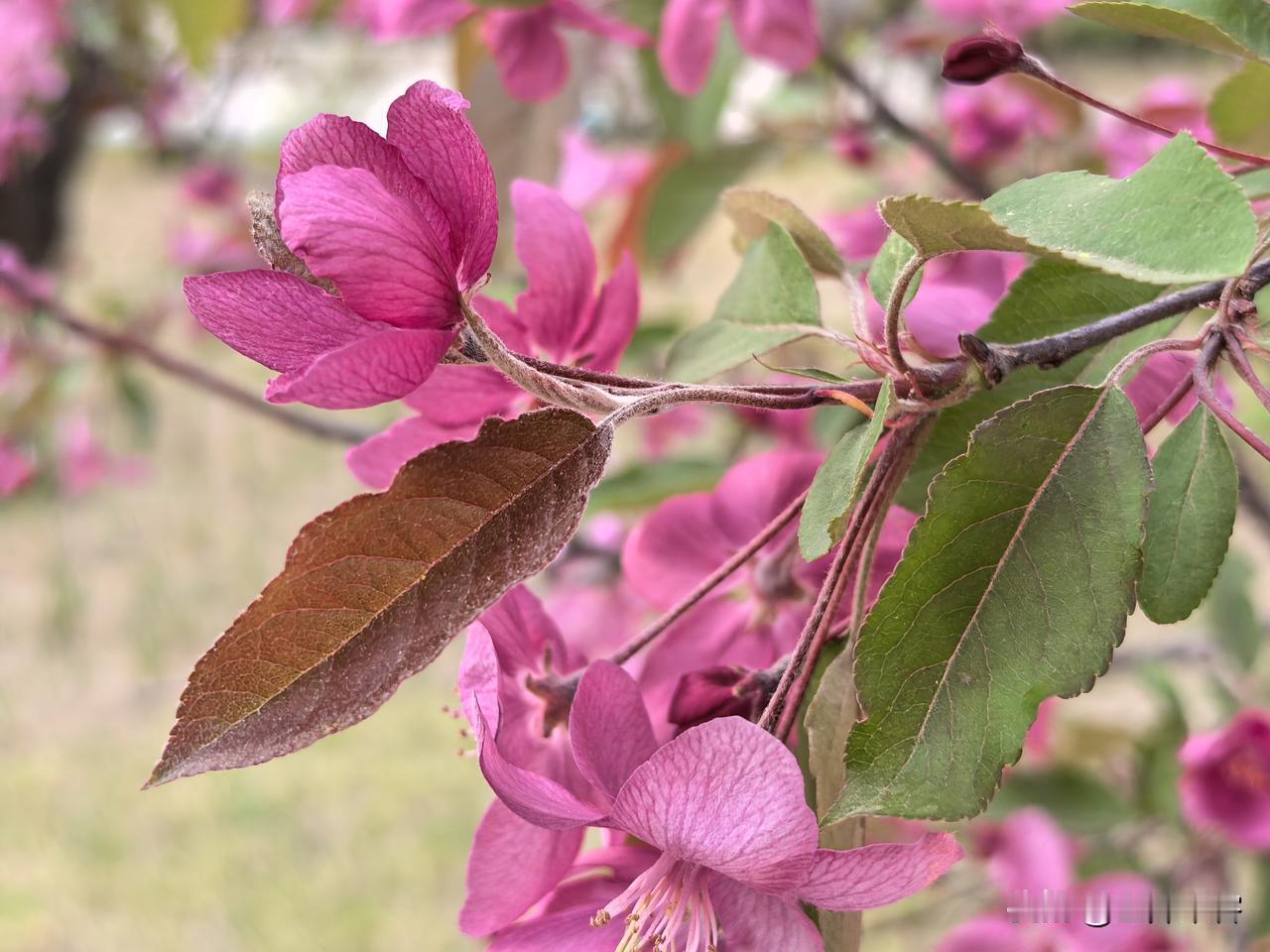 呼和浩特的垂丝海棠现在正在绽放，花色艳丽，深受市民喜爱。海棠主要有4种，垂丝海棠