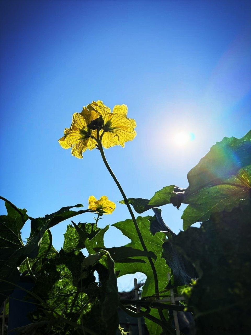 太阳当空照，花儿对我笑，早上好呀 