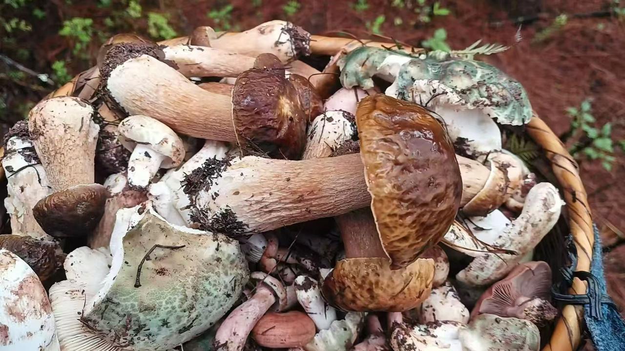 漫步于山野，找到的不只是几朵鲜菌，更是一场让灵魂深呼吸的治愈之旅。