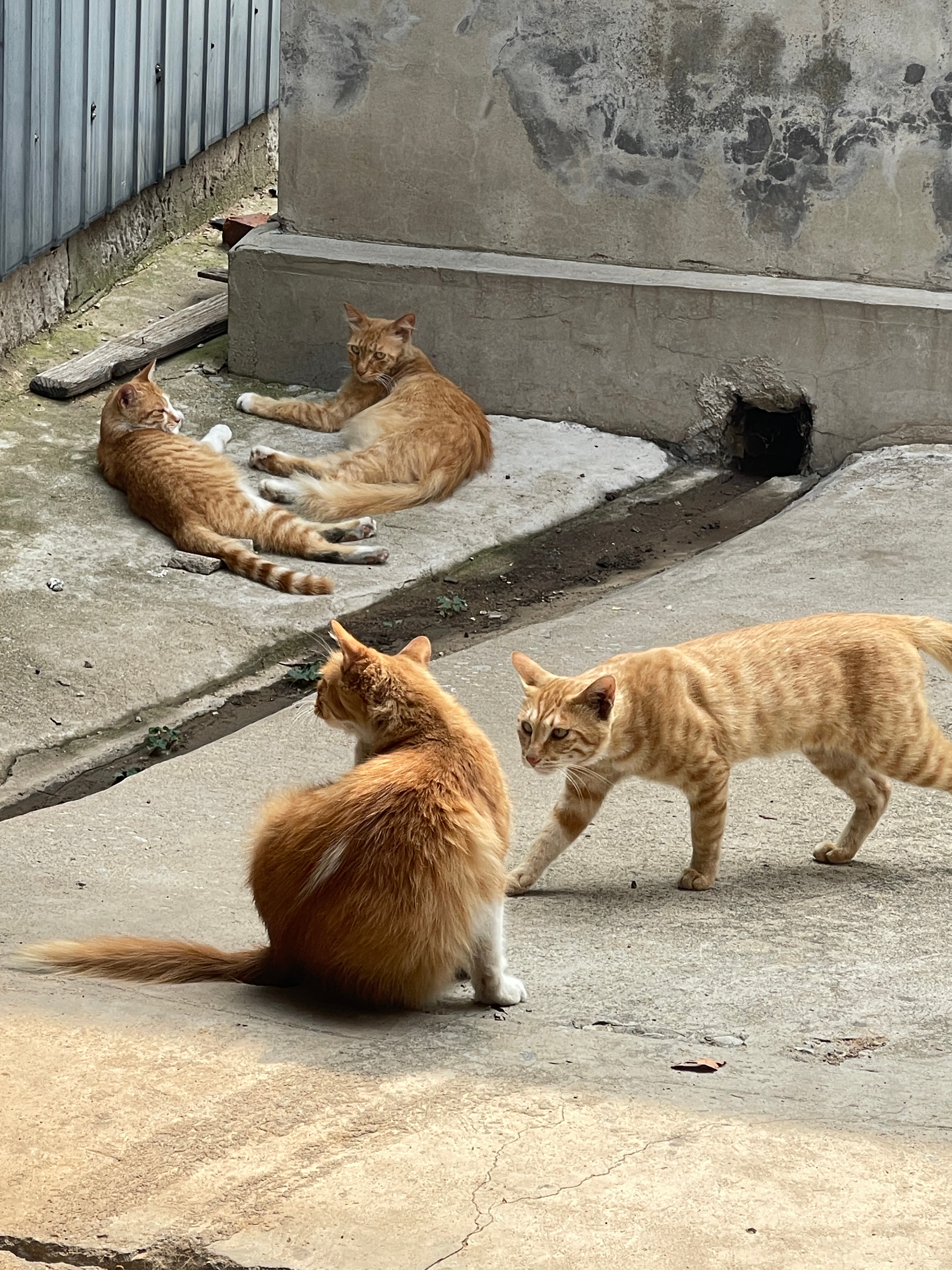 对对，帽帽之子，长了一双对对眼，显得整个猫也聪明极了。对对最擅长的是怪叫，自己一