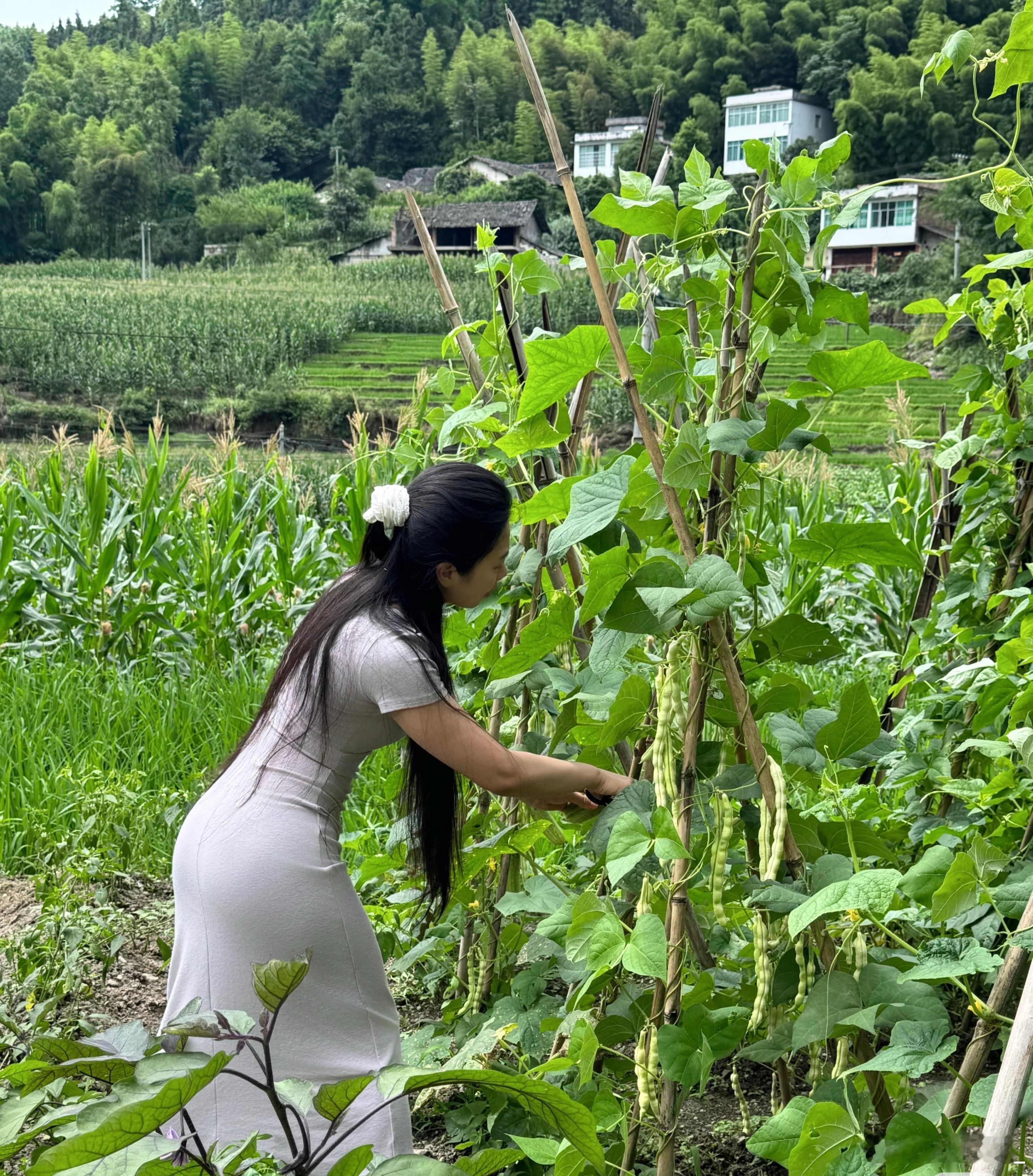 我小姨子说摘有机蔬菜给我带回家，你们想要吗？ ​​​