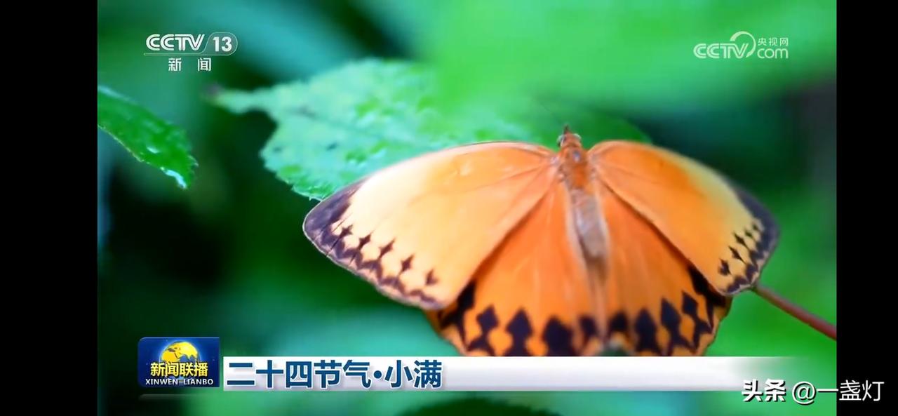 小满小满，一侯苦菜秀