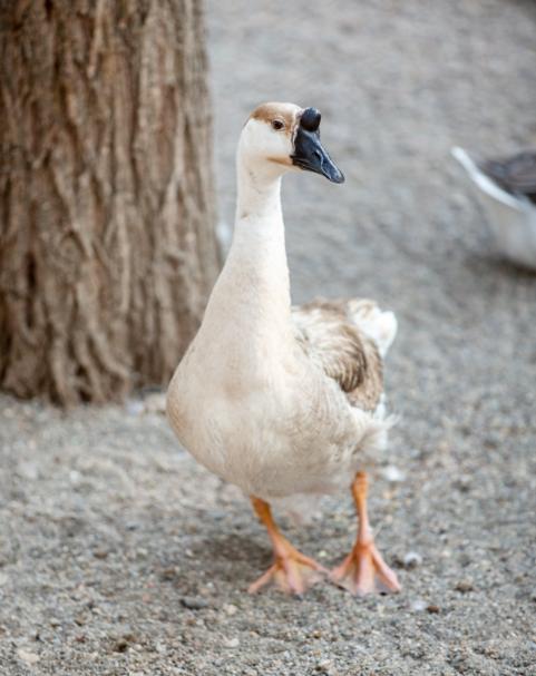 除夕那天，贵州黔东南的老王在院里磨刀，打算杀鹅招待亲戚。刀口刚亮，养了几年的大鹅