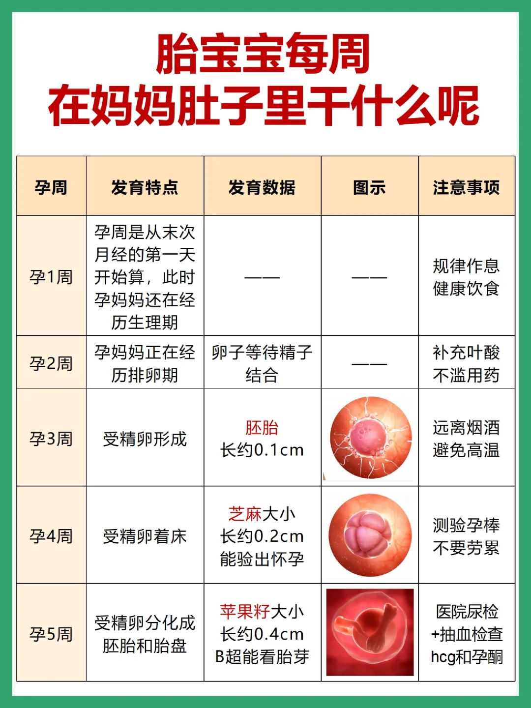 宝宝每周在肚子里干什么呢？怀孕1-40周详解