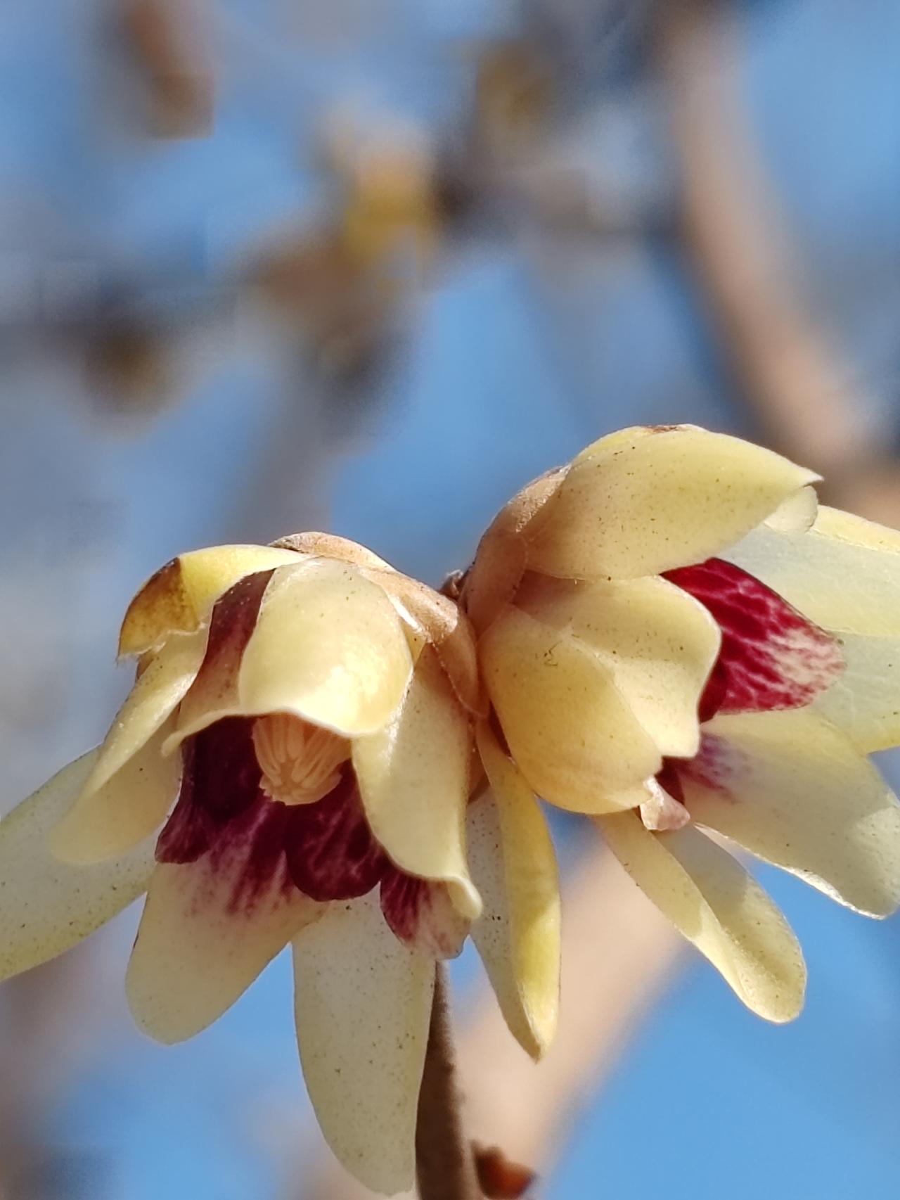 晒图笔记大赛腊月赏梅梅更艳。