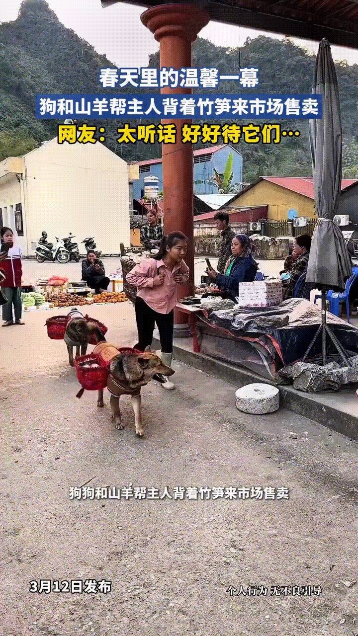 女子背着一大筐竹笋来市场售卖，但没想到的是，紧跟其后还有3个小帮手，2只狗各背着