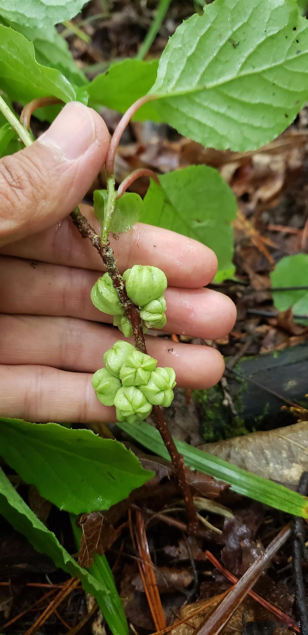 采灵芝的时候发现了这个绿色的果实，不知道是啥？