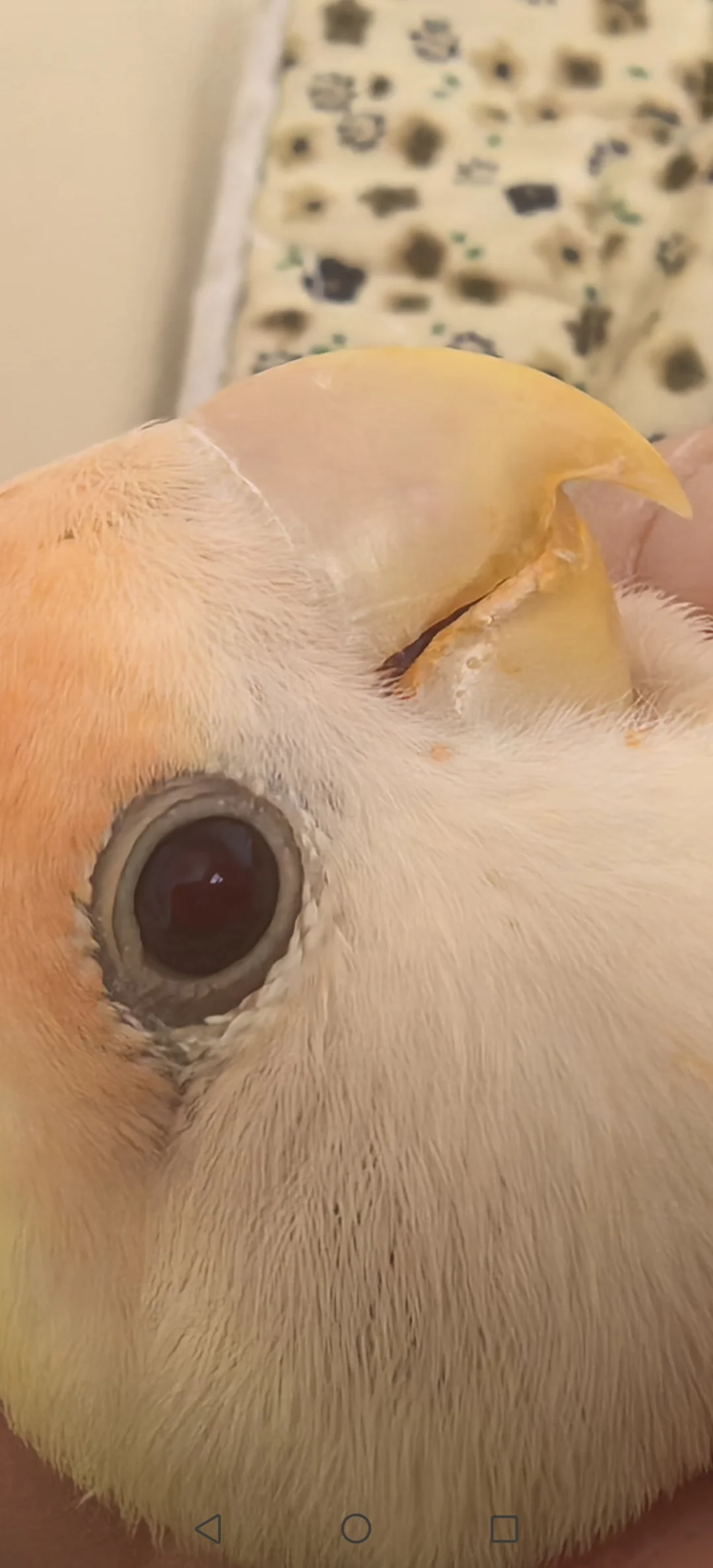 吃甜椒吃出唇线了么？