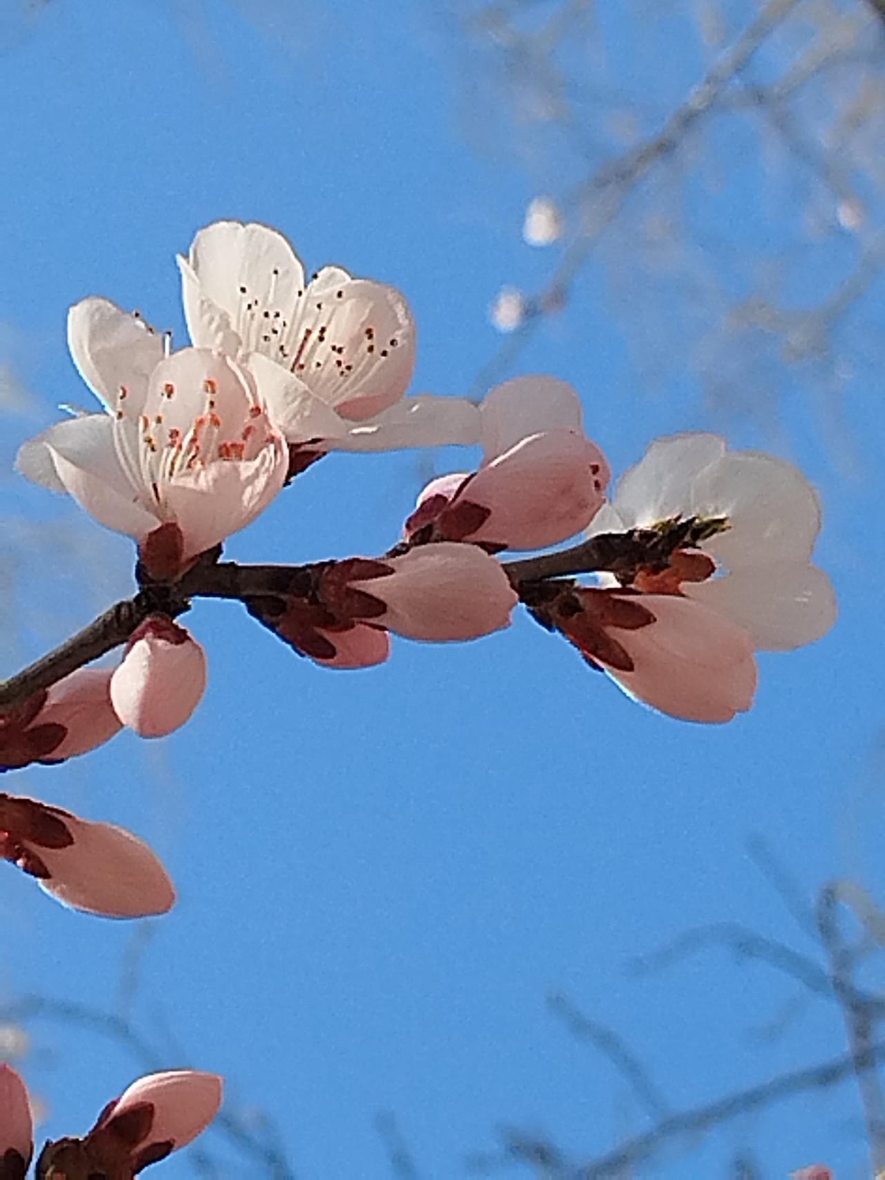 看桃花

桃花有信守天道
树虽无心知繁荣
青丝白发年年看
岁岁心情大不同
春暖花