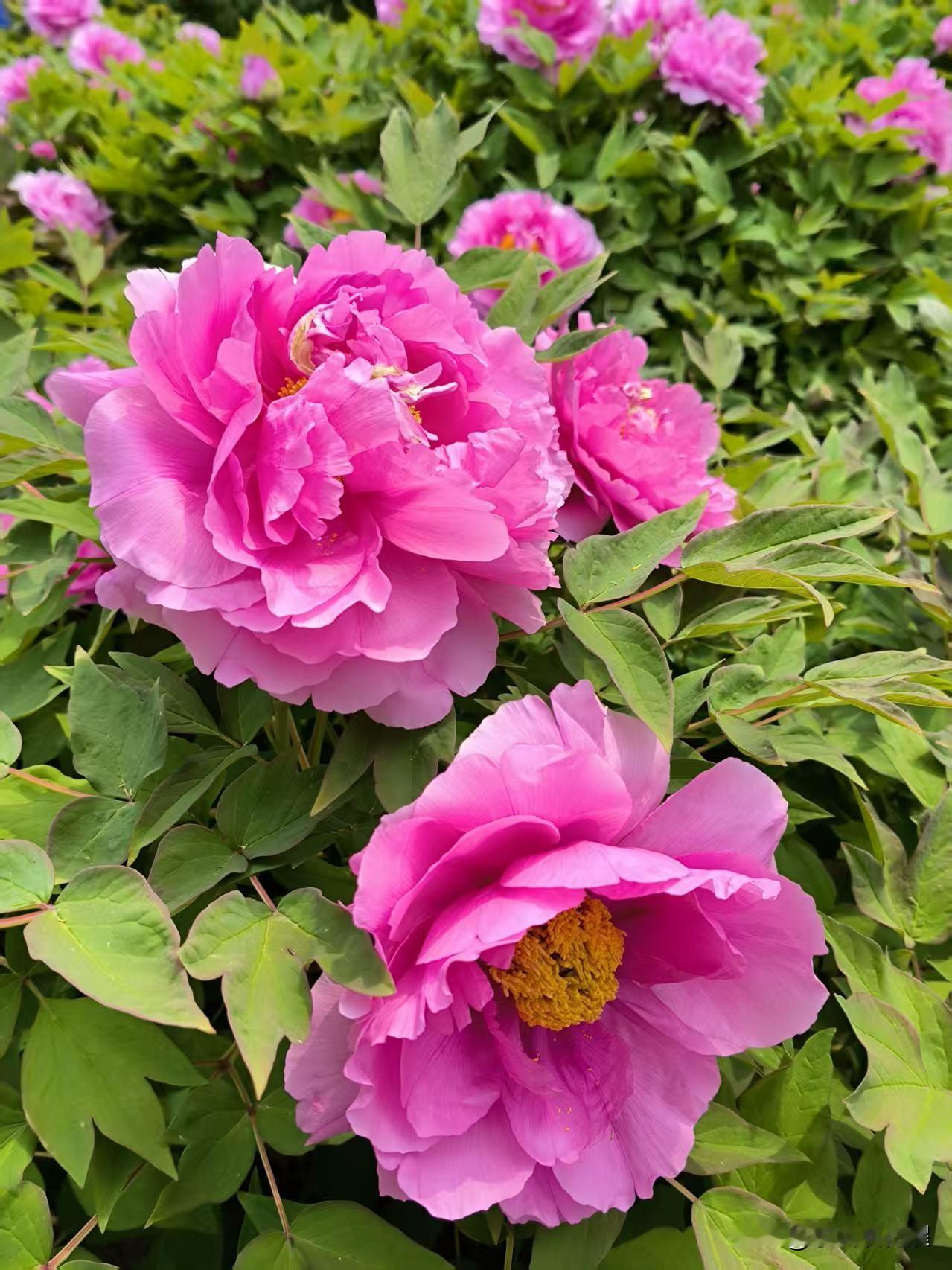 唯有牡丹真国色，
花开满园动津城。
暮春时节，河东海河岸旁的河滨公园里的牡丹如期