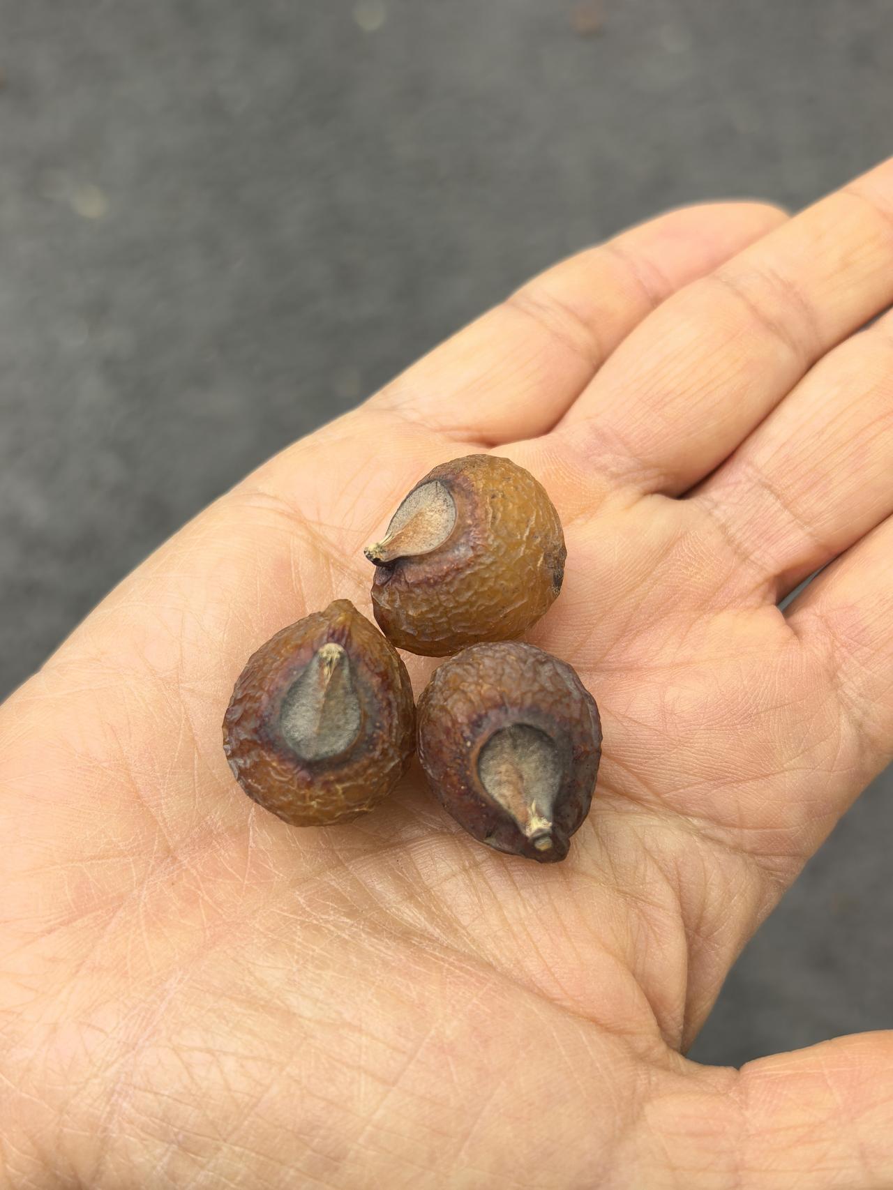 求教晒图笔记大赛旅行随手拍 旅行见闻 游览襄阳习家池，看到地面上落有好多这种果实