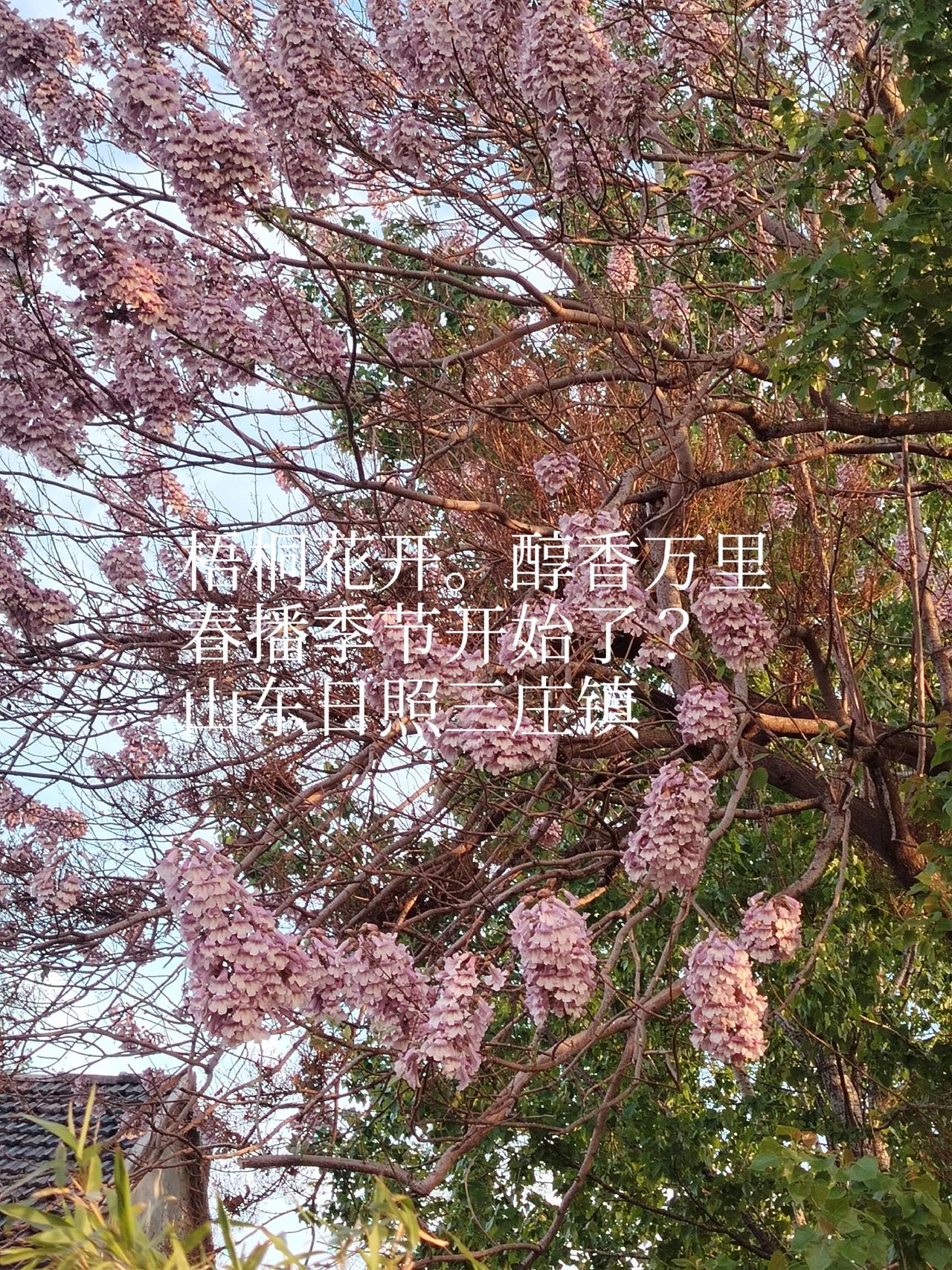 今日头条
一一兔哥
栽下梧桐树，引来金凤凰。春暖花开季，花开满园处处香。