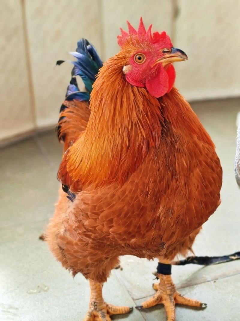 去年特朗普一个晚上打完宣布赢了，第二天伊朗升旗，接着射了几个导弹打烂了美军基地一