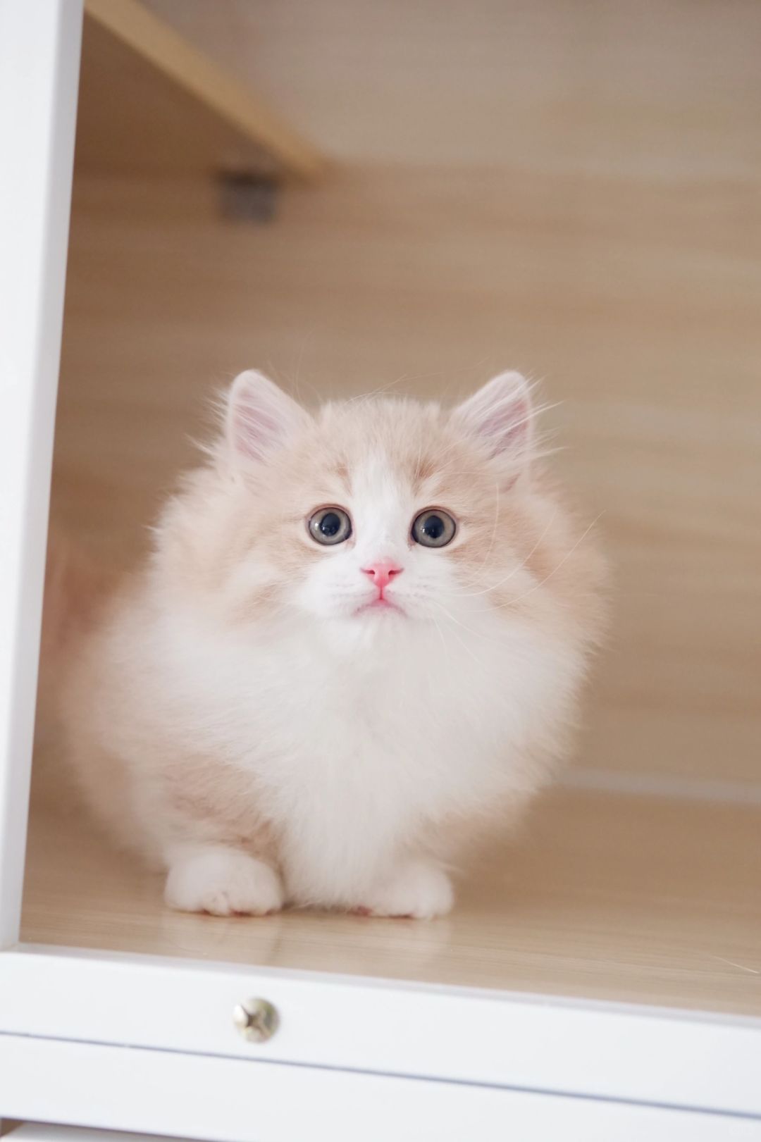 爆毛小王子 乳白拿破仑矮脚猫