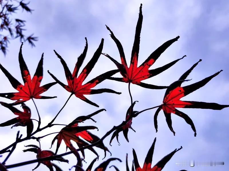 一山秋色丹枫染、
青山无语满江红、
骄阳似火耀风采、
万花丛飘落成雨、
[祈祷]