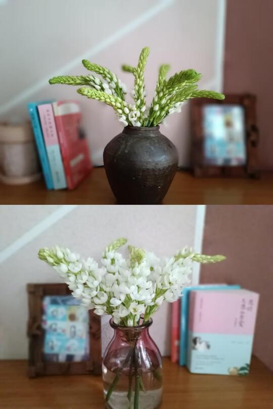 不保湿寄给花友的圣心百合，水培7天后的效果