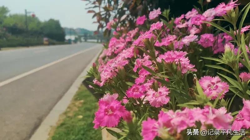 路边的花全开了，粉的白的挨在一起，随手拍都超好看；晒在阳台的衣服，都带着阳光暖暖