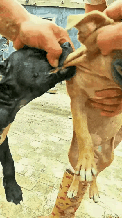 这俨然是一场标准的“狗咬狗”场景，同类之间为何会有如此深的仇恨？宁可被打得遍体鳞