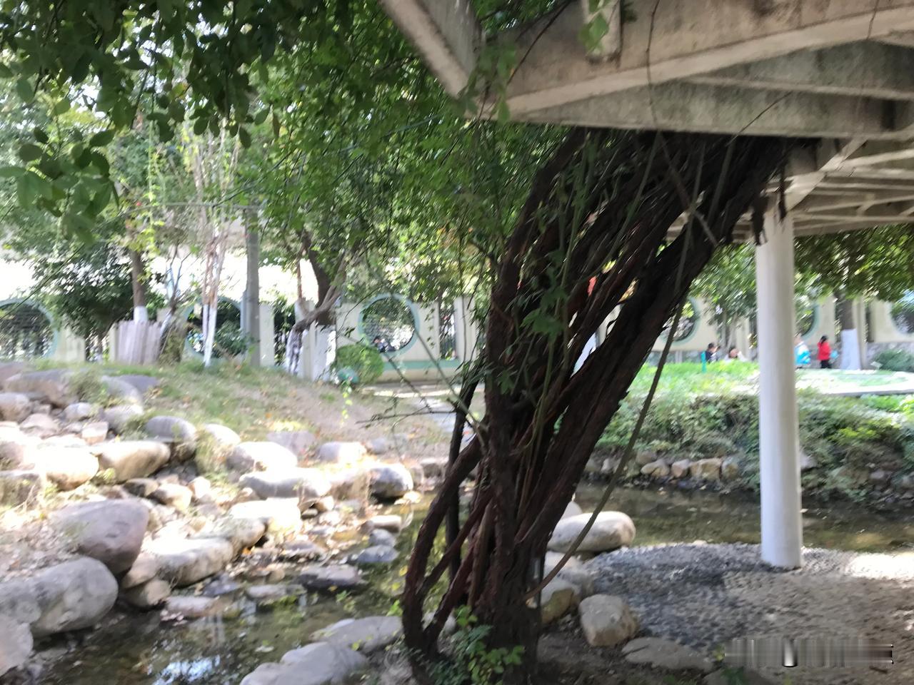 十年树木，百年树人。38年，一所园，一棵树，一片绿荫，一群孩子。1987年建园的