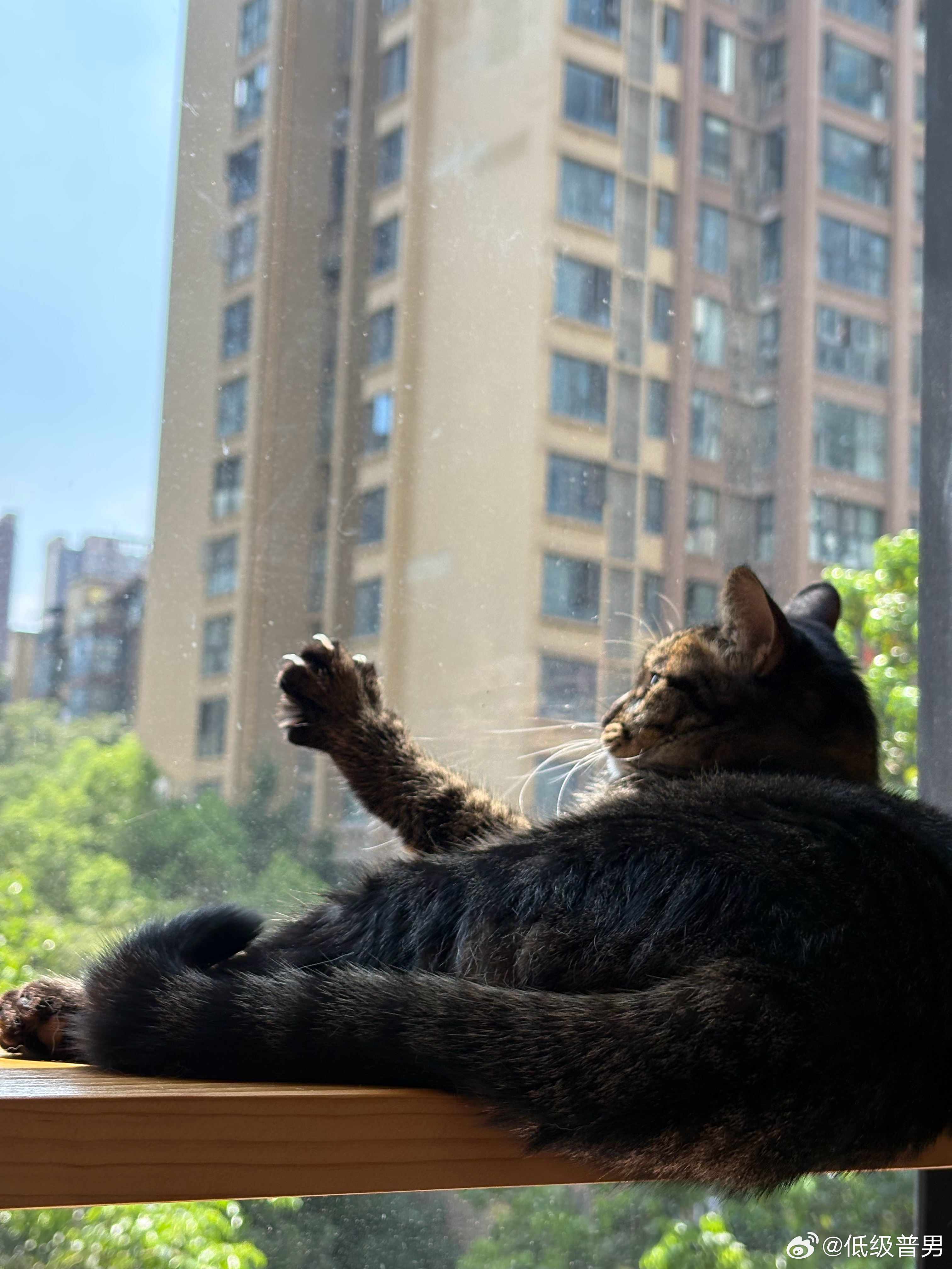 黑猫晒太阳真的把自己晒得非烫（我上次视频发跳跳在这里好多人说危险，这有玻璃的 