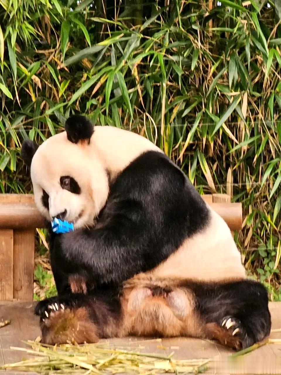 乐宝捡玩具咬，大概对于熊猫，这些外来物都是新鲜，好奇的吧。


所幸他只是咬，没