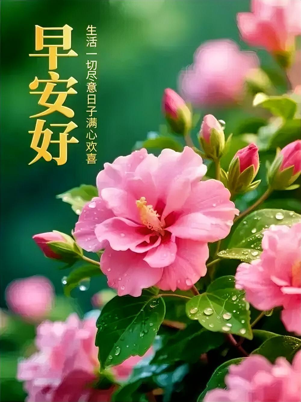 早安呀，当那一抹红花映着晨光，感觉整个世界都变得鲜活起来。就像生活突然被按下了重