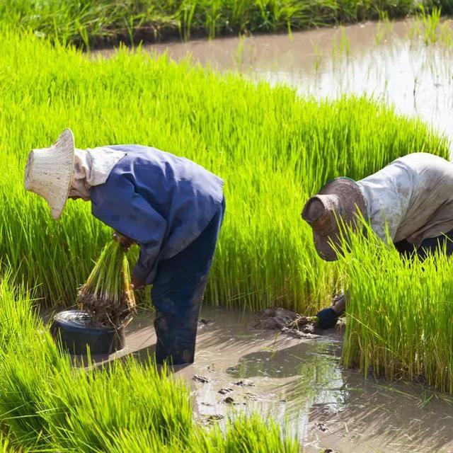 没有土地，农民种不出粮食；没有农民，别人照样种地，这话对吗？

土地和农民都是粮