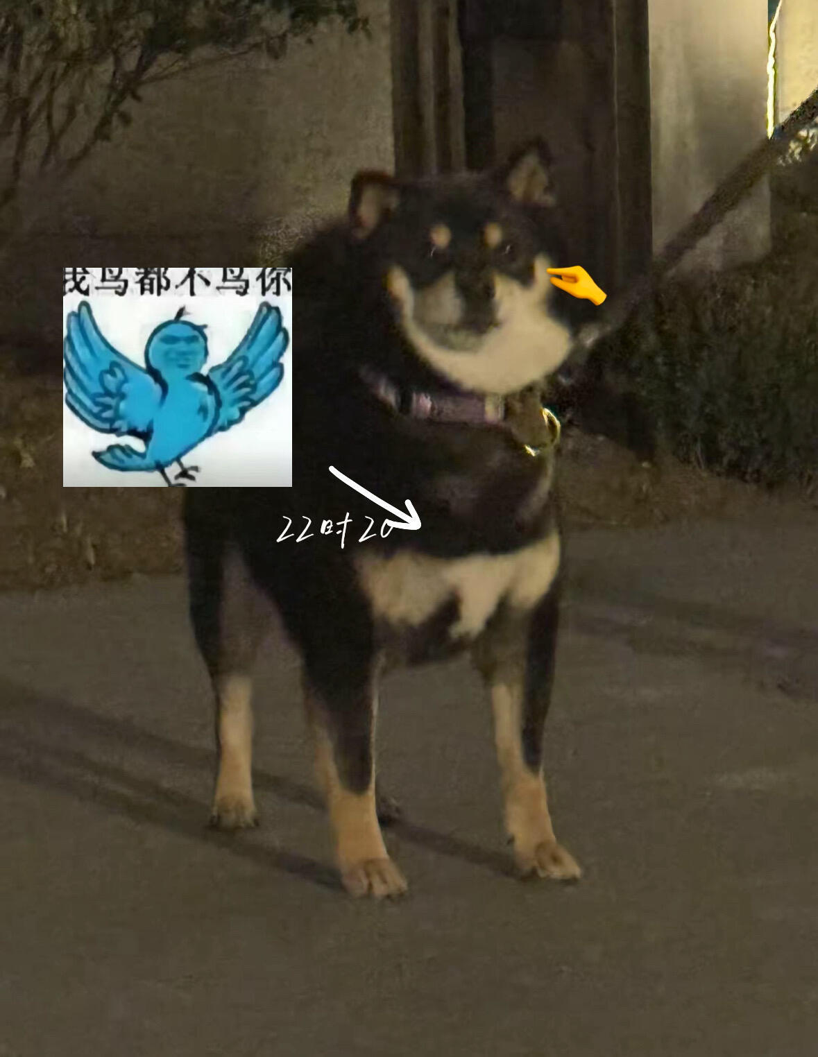 马嘉祺的狗身上为啥有个表情包啊还是之前在网上看到人说柴六斤很好认因为他胸前有对小