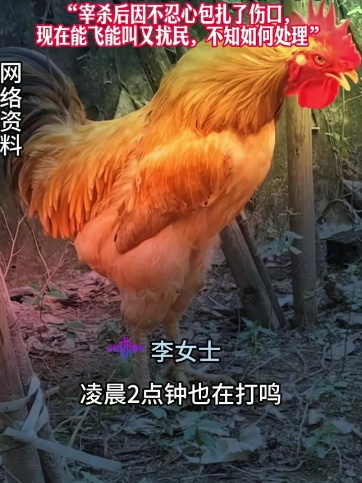 这只公鸡的求生欲太强了！
公鸡凌晨频繁打鸣遭邻居投诉，主人只好狠心将它宰了吃掉。