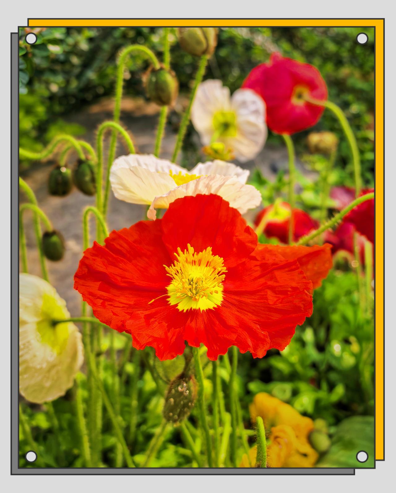 有没有好看的风景图片分享北京4月虞美人