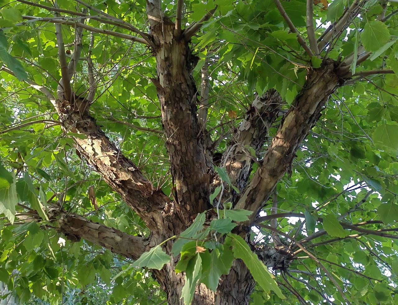 即使没有猇亭之战大败，刘备一样拿不下东吴，更无法统一天下，主要时机不对，实力不够