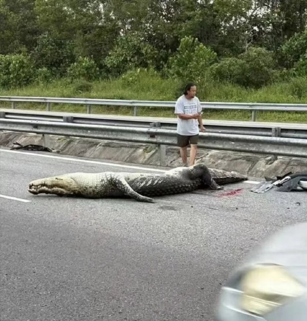 怪不得用鳄鱼皮做皮鞋，确实结实耐操。。。被车碾过去都没破 