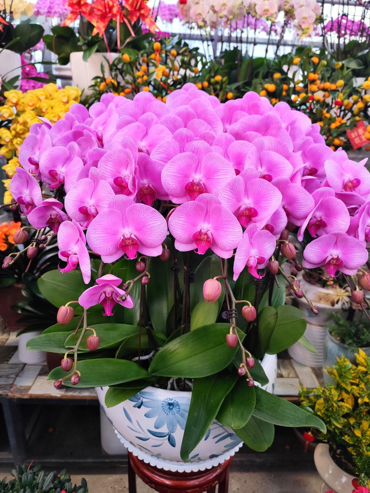 【西安热门花卉市场名单】年味儿是花香堆出来的，快过年了，别忘了去花卉市场看看。一