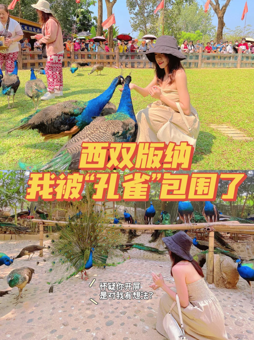 西双版纳｜体验被几百孔雀包围🦚➕傣王御花园
