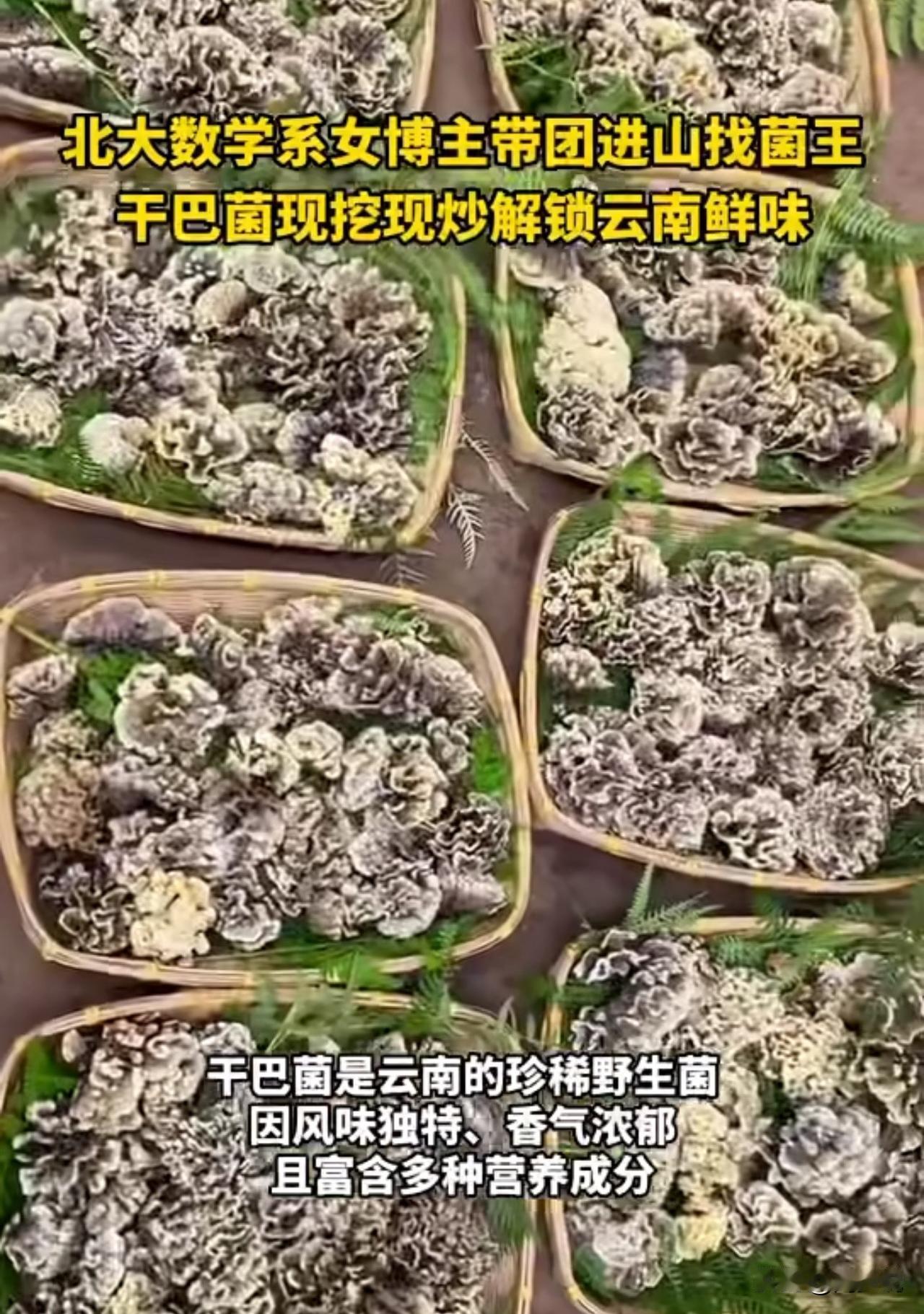 #MCN双量进阶计划#谁能想到，北大数学系女博主不当学霸改当“寻菌团长”进山！云