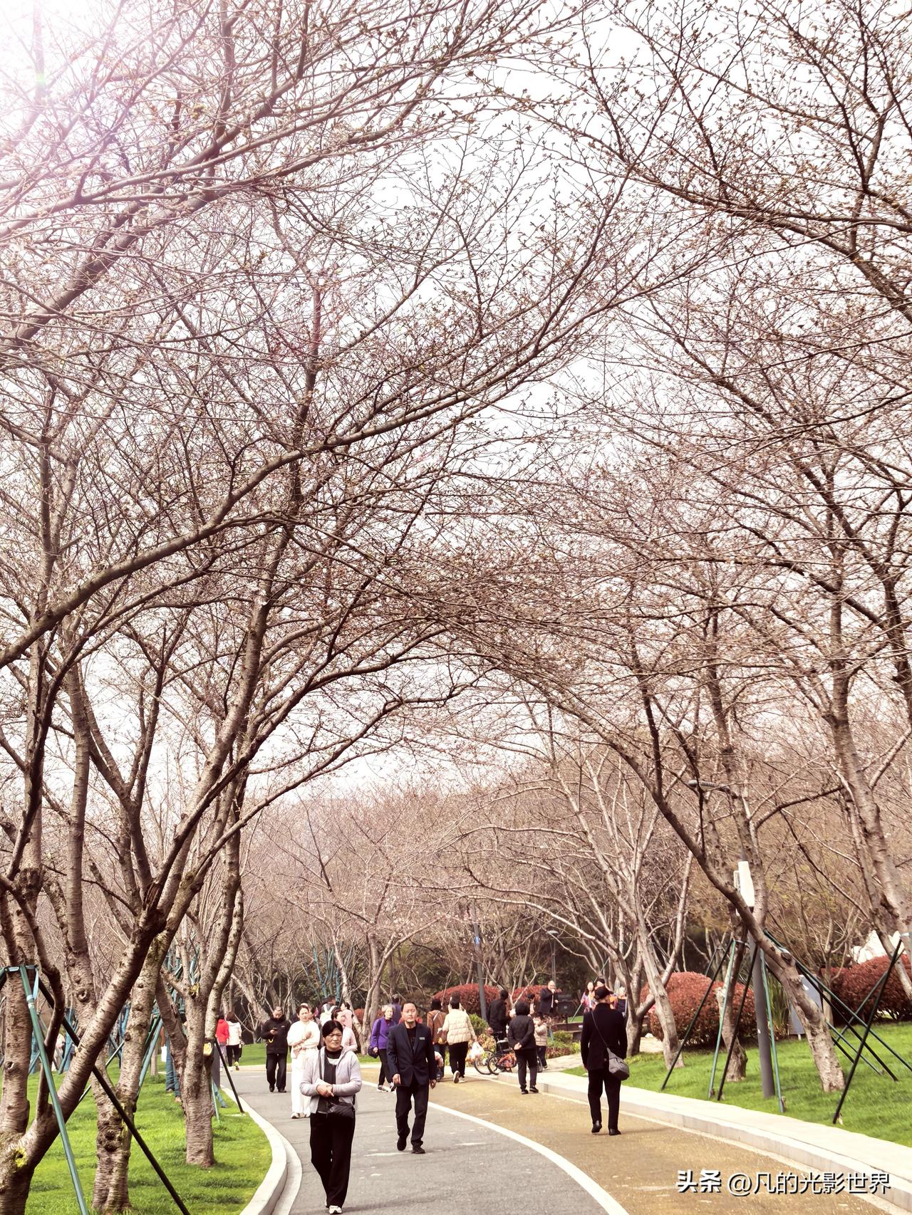 3月25日，无锡金匮公园樱花大道赏樱花的游人络绎不绝，但樱花还未完全开放，我们兴