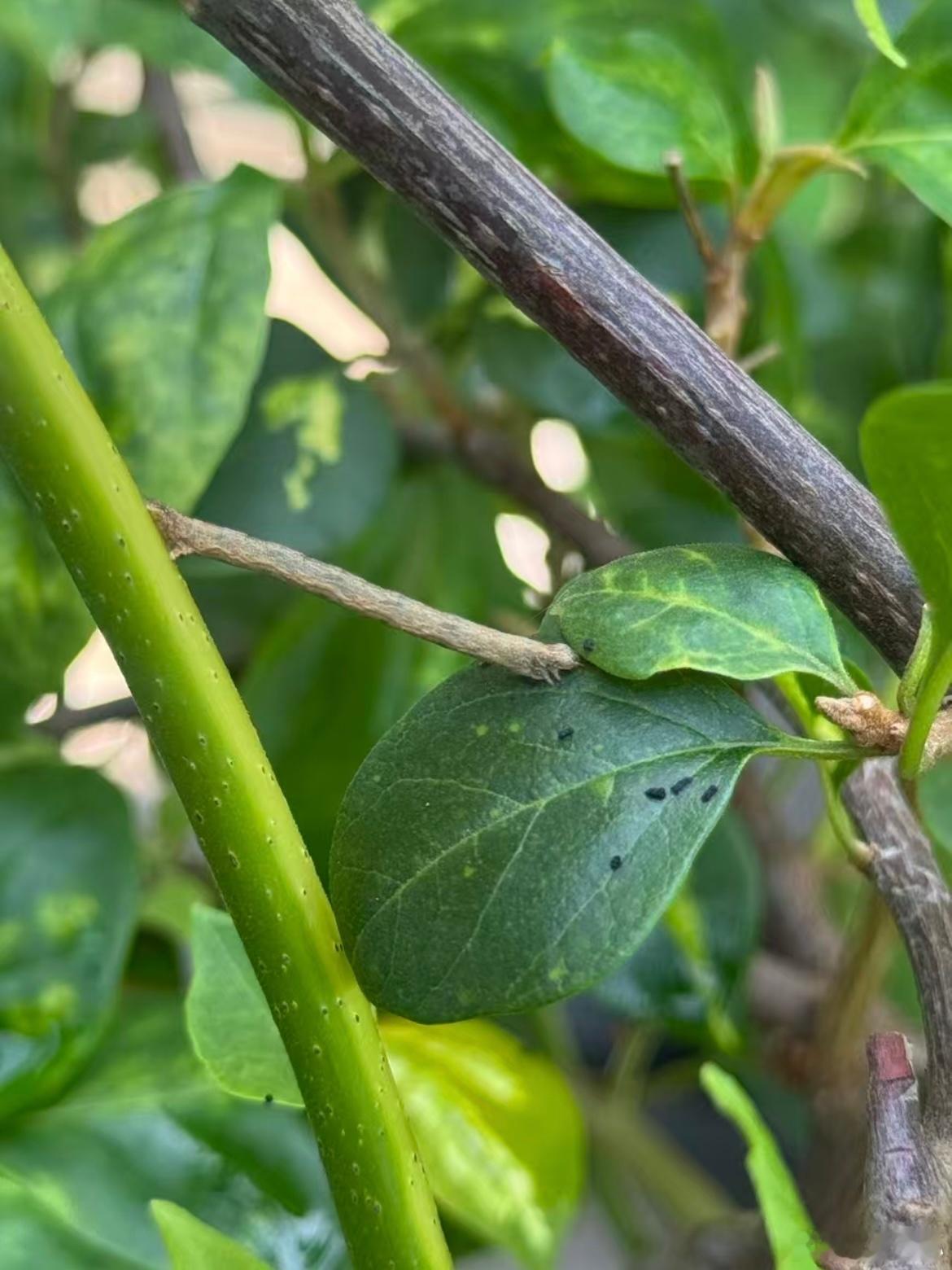 发现阳台上的花叶被什么虫子啃得残缺不少，留下许多黑色小颗粒粪便。找了半天才发现有