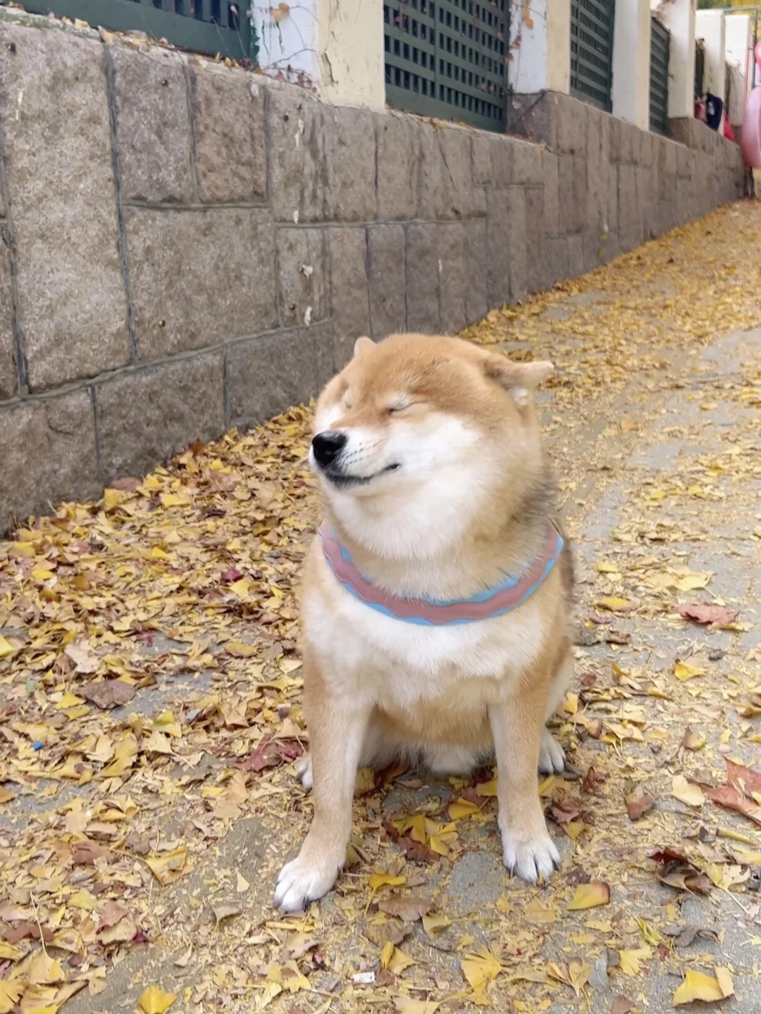 狗 微脏 微胖 微傻