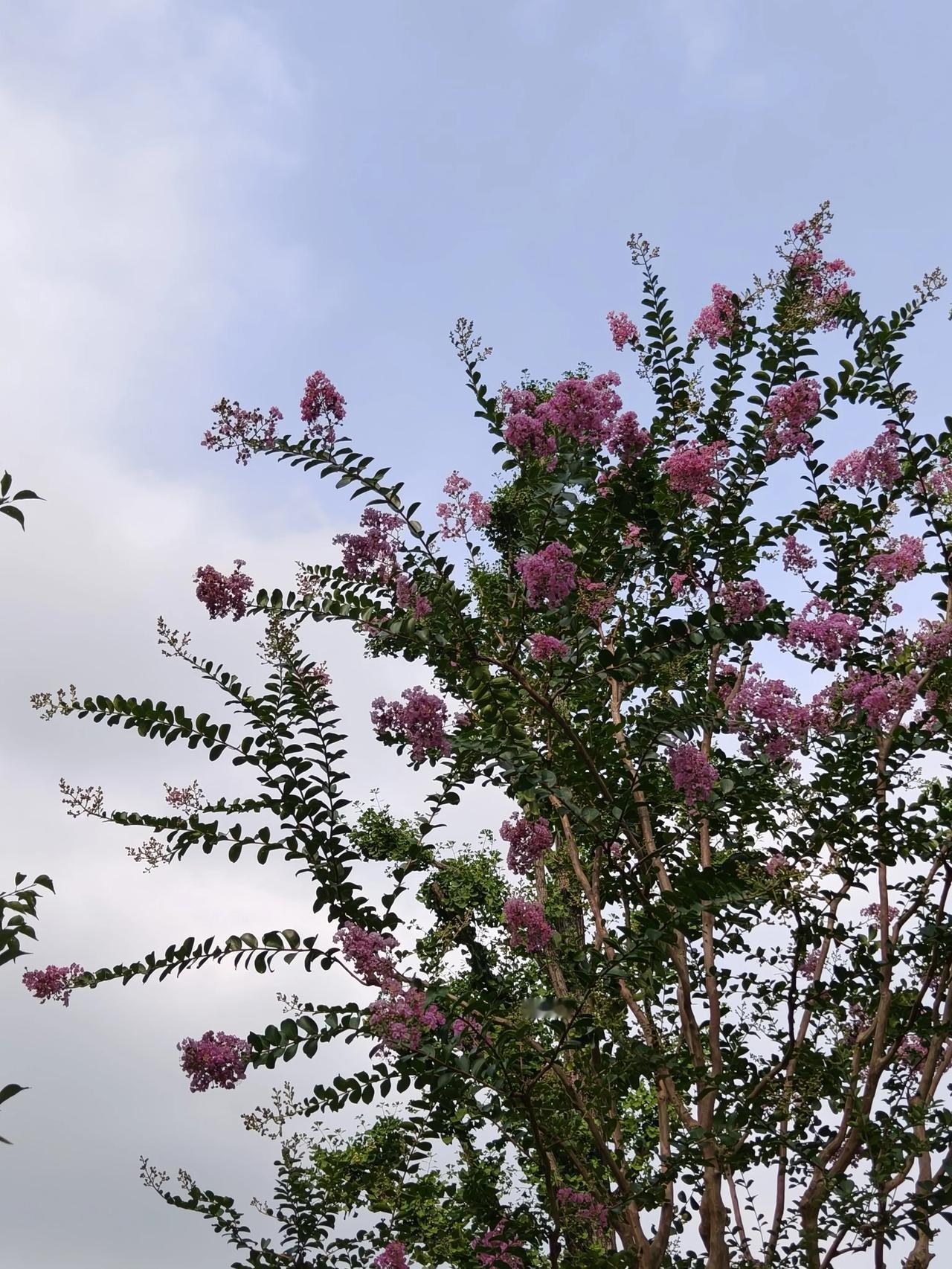 花草🌿日记~🌸🌸🌸🌸

夏日花草🌿随手拍实景图分享！