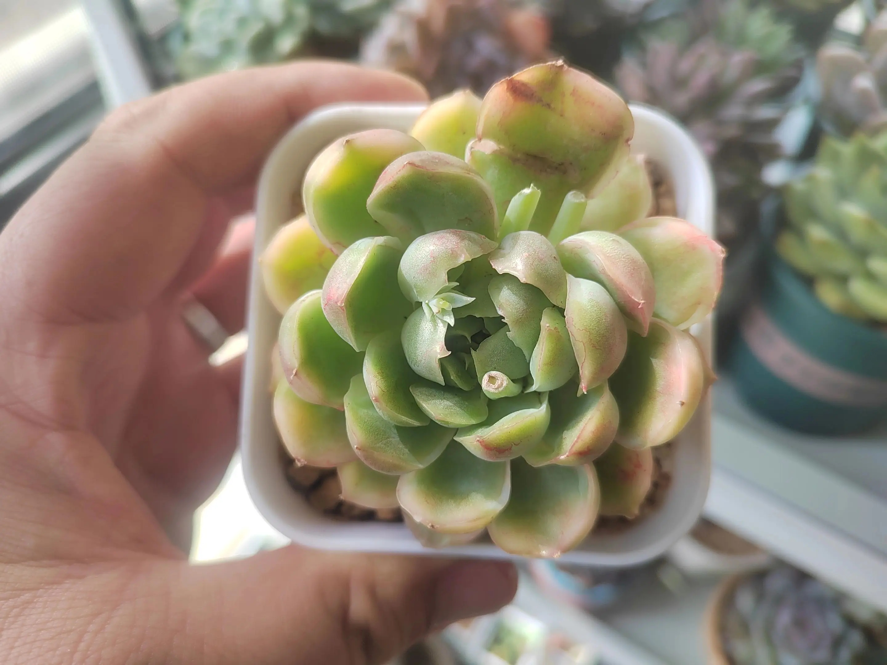 不发个花花你不知道我在养多肉