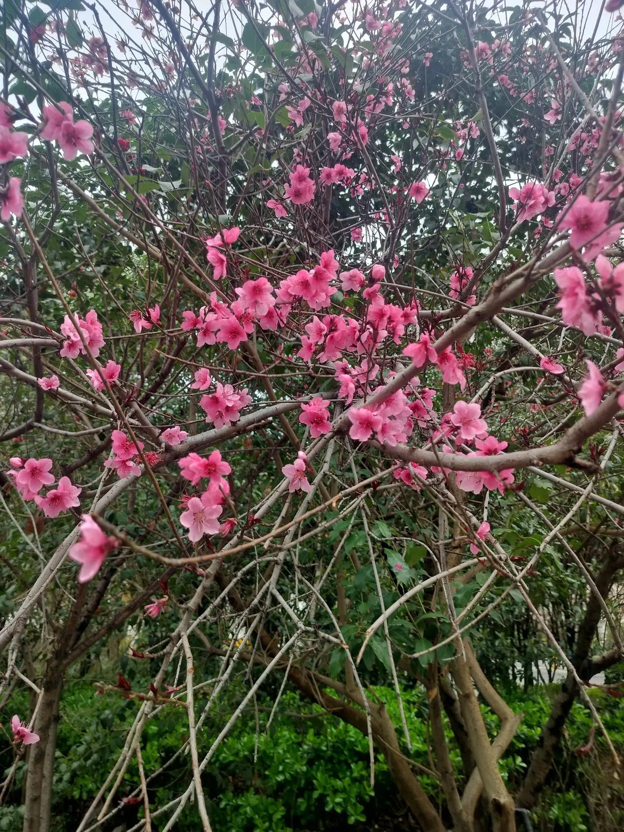 春日生活打卡季