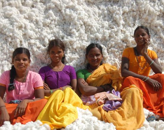 印度对中国玩 “鬼把戏”？将棉花低价卖给中国，再高价买回去，印度的这一操作简直太