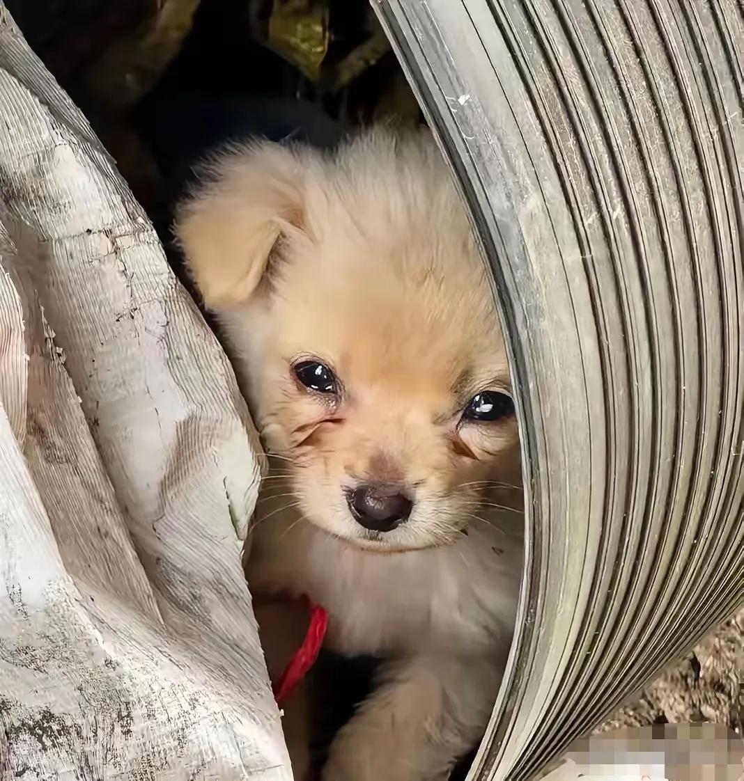 一位网友在工地的废料桶看到了一只小狗，可怜巴巴的眼睛看着他，嘴里发出饥饿的嗡嗡声